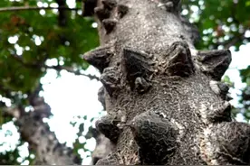 花椒树枝有何妙用？图片