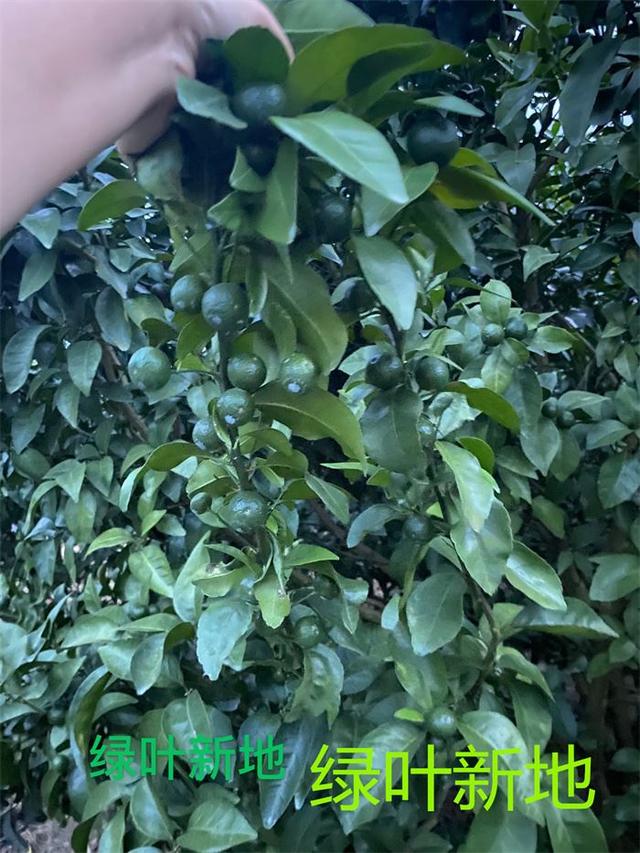 妗傛灄绉嶆鏈嬪弸绉扮敤鈥滅豢鍙舵柊鍦版妧鏈€濊兘淇冭姳淇濆収鑶涙灉锛岃繕娌℃湁鐣稿舰鏋? onerror=