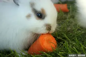 兔子最爱吃胡萝卜？原来你真的不了解兔子图片