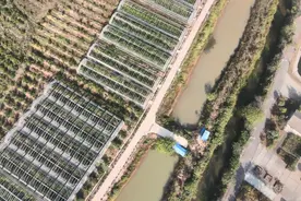 “养鱼不换水、种菜不施肥”，武汉这个大棚实现“鱼菜共生”图片