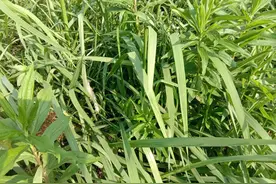 故事：老汉到野地里放羊，发现一个地洞，里面有三个年轻女子图片