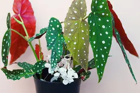 10种“喜荫花”，养在客厅没阳光，反而长得好，五彩斑斓美如画图片