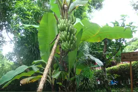 香蕉树不要再扔了，用它来喂鸡，一颗顶10斤粮食，很多人不知道图片