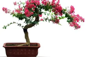 “家里养好树，子孙一直富”，6种“富贵树”优点多，建议种一棵图片