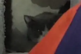 景德镇一猫咪被困电梯井，消防员“猫语”救援图片