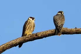 “大学生掏鸟案”当事人出狱到家图片