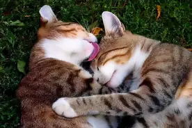 猫咪交配是什么回事，可以把它们分开吗？图片