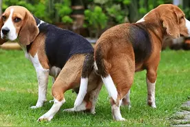 关于狗的“性”知识，别不好意思，对狗狗有益！图片