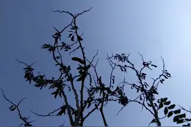 故事：一天深夜，男子回家，发现路边躺着一个女人图片