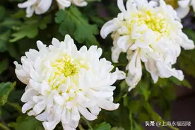 丧葬习俗丨为什么要用菊花悼念亲人呢？图片