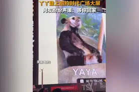 赖岳谦：美方行为让人厌恶，丫丫现身纽约时代广场图片
