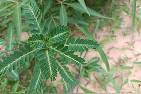 酷似含羞草，俗称“夜盲草”，用来煮猪肝是一绝，对眼睛有好处图片
