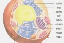 为什么人类连最简单的单细胞生物都无法造出来？图片