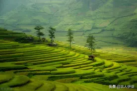 晚上不要轻易去捉鳝鱼！因为你可能不知道自己到底抓了啥图片