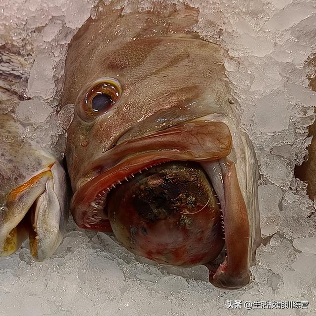 吓人的图片3秒出现的,35张离奇生物照:海鳝上岸追杀猎物,恐怖狐狸啃咬