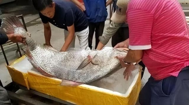 花胶是哪种鱼的鱼肚 2026年三种人不宜吃鱼胶