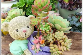 小巧玲珑，迷你多肉最可爱图片