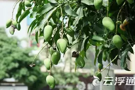 又到芒果成熟时！专业人士：路边绿化芒请勿采摘！图片