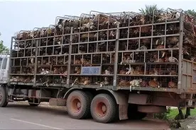 无视政府禁令，一年吃掉400万只狗，越南人为何对狗肉如此痴迷？图片