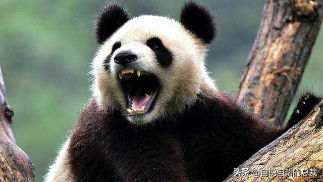 熊猫：真实存在的上古恐惧，为什么只有人类觉得大熊猫很可爱？