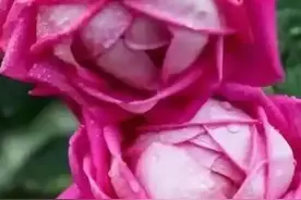 早上好，把最漂亮的玫瑰花送给大家图片
