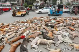 上百只狗狗躺在街上 询问后才知道真相图片
