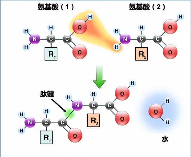 “酶中战斗机”现身，PET塑料遇克星