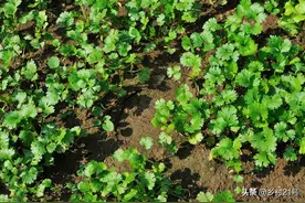 种植香菜、香葱不可以少了这种肥，臭是臭了点，淋了之后疯长不停图片