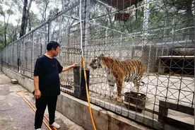 河北大爷捡到四只东北虎幼崽，22年后数量飙至73只，日食上千斤肉图片