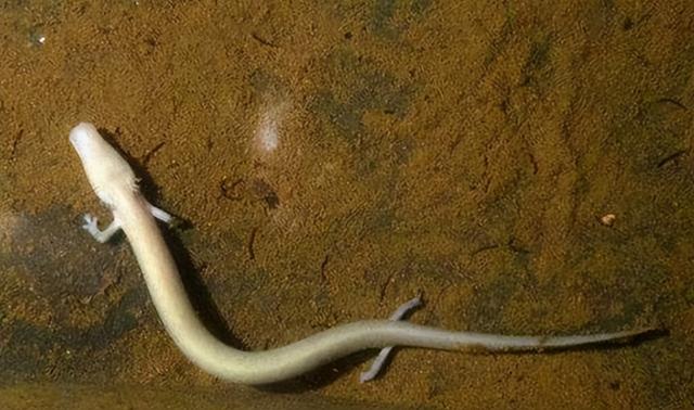 除12年一次的交配，其它时间都基本静止，它们是地球上最懒的生物