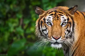 生存不易，百兽之王老虎并非百战百胜：狩猎艰难，十捕能获一图片