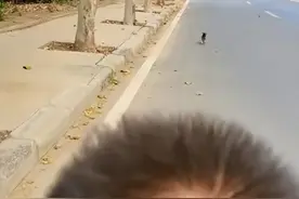 流浪狗被儿子投喂2根火腿肠后，追车2公里求收养：能带我一起走吗图片