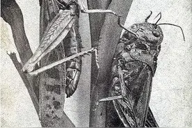 在古代，我国对蝗虫绝非无能为力，三大灭蝗利器至今依然有效图片