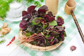 种苋菜，别步入5个认知方面误区，谨记五个“不”，种苋不走弯路图片