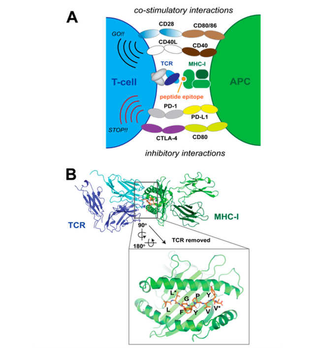 全球多肽疫苗研发进展
