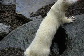 故事 · 典藏 | 雪貂奇缘图片