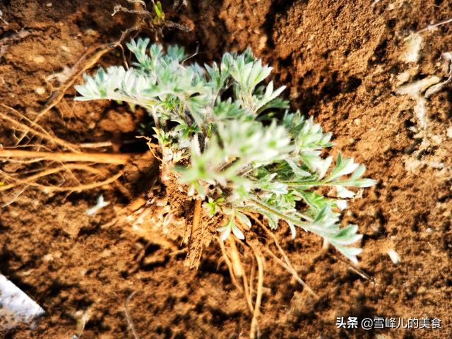3月白蒿正当时，你知道怎么吃吗？学会这做法，卷卷蒸一蒸太香了