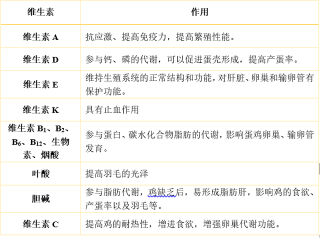 平衡营养很重要，提升产蛋有妙招