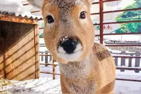 东北神兽傻狍子有多傻？傻到这份上都没灭绝，为啥遇到人类怂了？图片