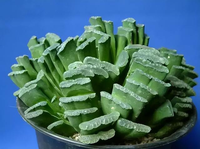 270种常见多肉图谱，一分钟认全！