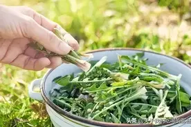 自制蒲公英茶，最忌直接晒干，牢记关键“3步”，茶香浓郁不苦涩图片