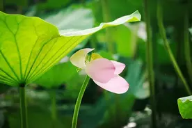 20首绝美夏诗，读后心生清凉图片