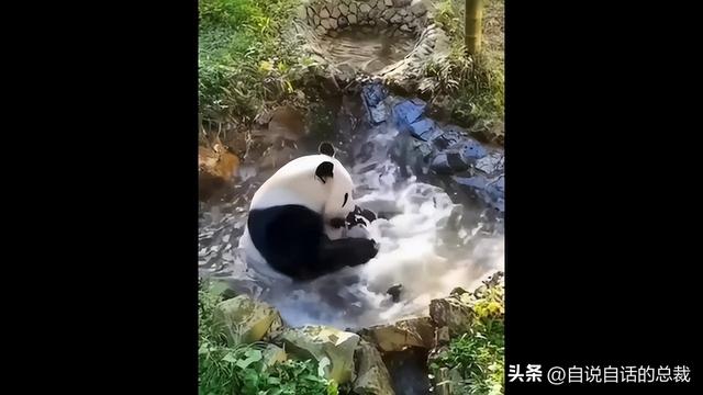 熊猫：真实存在的上古恐惧，为什么只有人类觉得大熊猫很可爱？