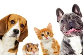 喜欢养狗的人和喜欢养猫的人，性格截然不同，原因就在宠物身上图片