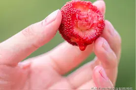 乒乓球大的新鲜杨梅，免费吃！图片