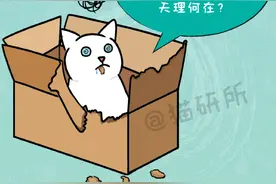 猫咪疯狂迷恋塑料袋，是有啥怪癖？一张图教你解决图片