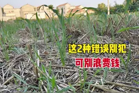 今年打玉米除草剂要注意！别犯这2种错误，否则就是浪费钱图片