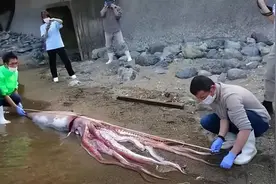 非常罕见！三米长巨型鱿鱼出现在日本海滩，被发现时还活着图片