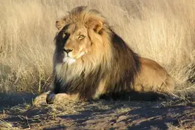 雄狮和雌狮交配后为什么打斗，看完你就明白了图片