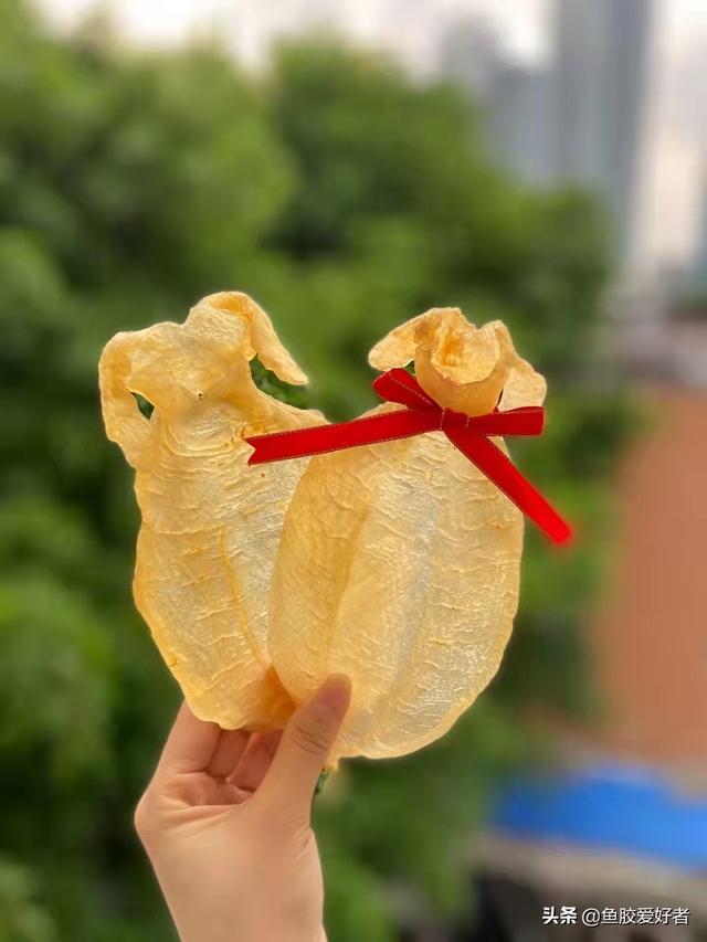 小赤嘴鱼胶怎么才算好 赤嘴鱼胶真假对比